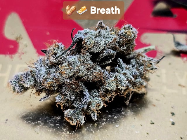 Hydroponic Photos — harvest, day 89