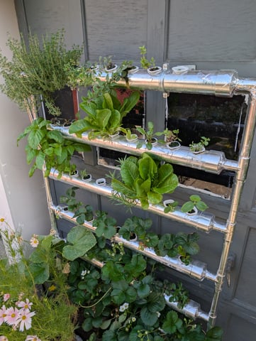 outdoor hydro ladder — vegetative, day 91