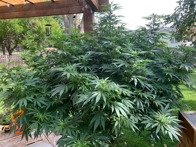 Outdoor  — flower, day 30