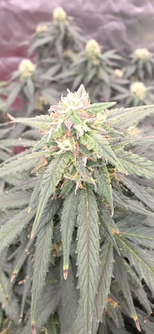 first grow — auto, day 5