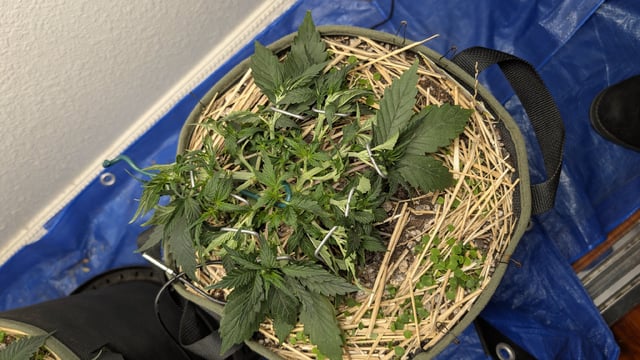 Double Smile And (Alien Vs Triangle X Strawberry Nuggets) — flower, day 31