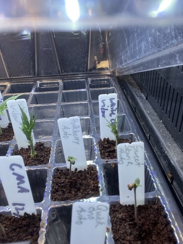 Auto variety  — germination, day 5