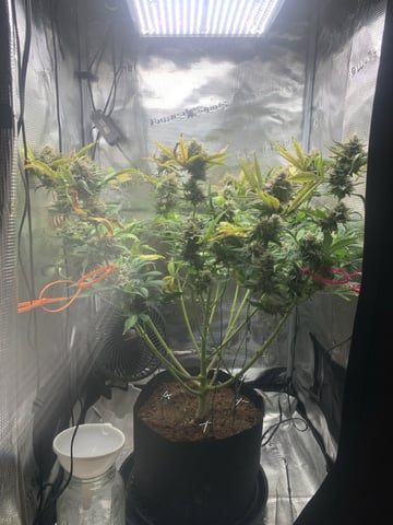 Blackberry Moonrocks (First Grow) — flower, day 54