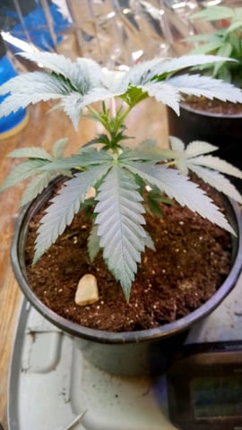 Jack hearer/Jack the ripper? — vegetative, day 49