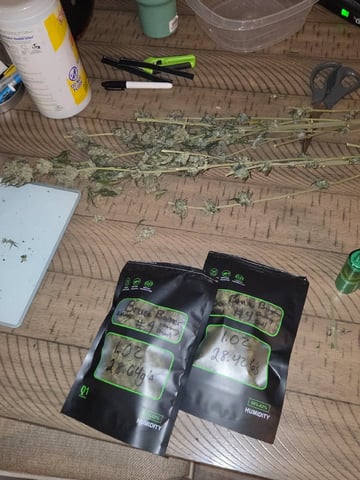Bruce Banner #4 
