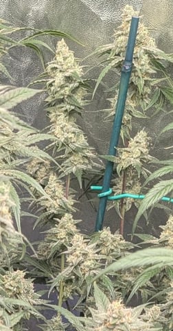 Mixed Grow — flower, day 84