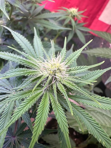 Gelly Mama and Sugar Tree — flower, day 97