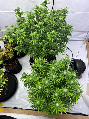 Indoor Grow  — flower, day 75