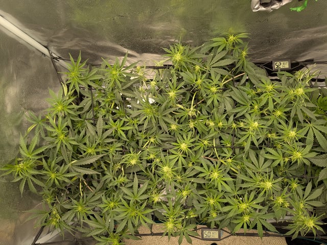 first grow — flower, day 32