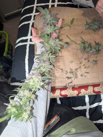 B E A utiful  — harvest, day 142