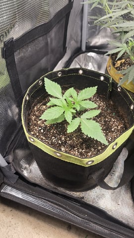 Blueberry Swirl — vegetative, day 12