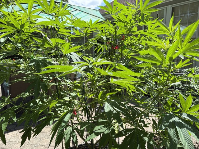 Lambs Breath legend  — flower, day 5