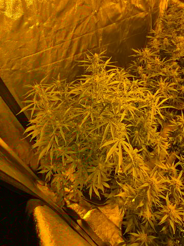 2nd Autoflower Indoor Grow — flower, day 61