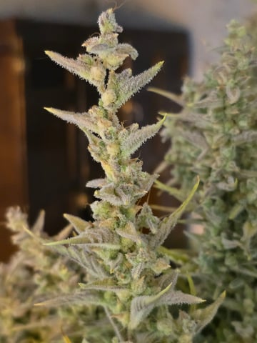 First Autoflower Indoor — harvest, day 47