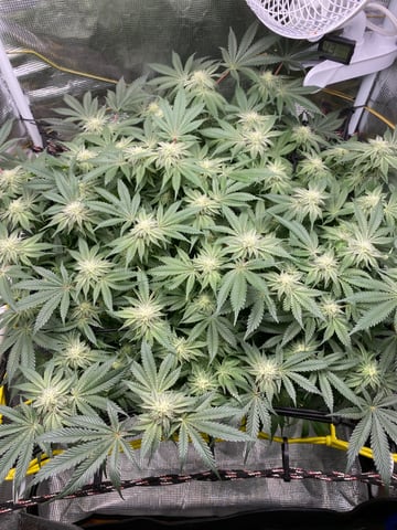 blackberry marshmallows  — flower, day 101