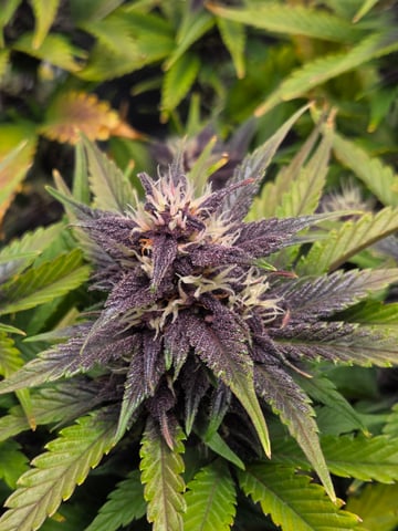 second grow — flower, day 49