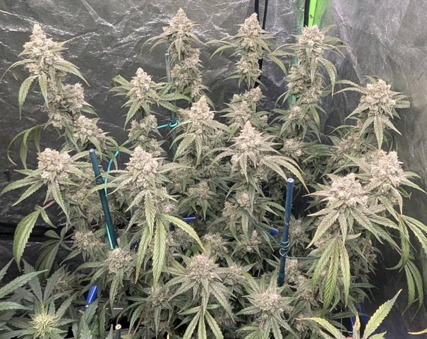 Mixed Grow — flower, day 93