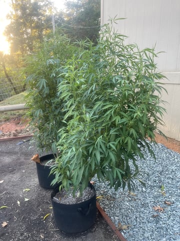 first grow/KEYLIMEpie OREOcake