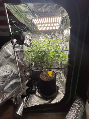 2nd Run — flower, day 102