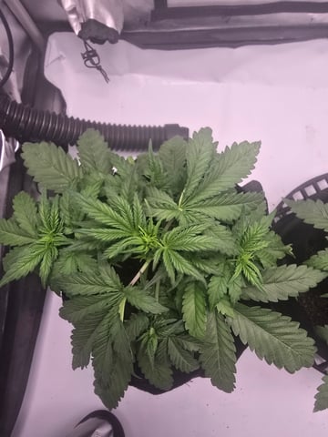 Dream beans burnt garlic — vegetative, day 24