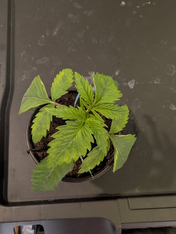 EG/SM/SG/CW — vegetative, day 15