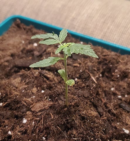 Plant 10A — vegetative, day 6