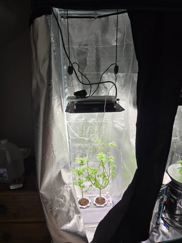 1st Grow — flower, day 68