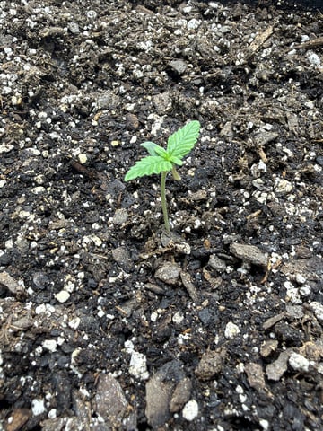 Gorilla Cookies 2nd Try — seedling_rooting, day 11