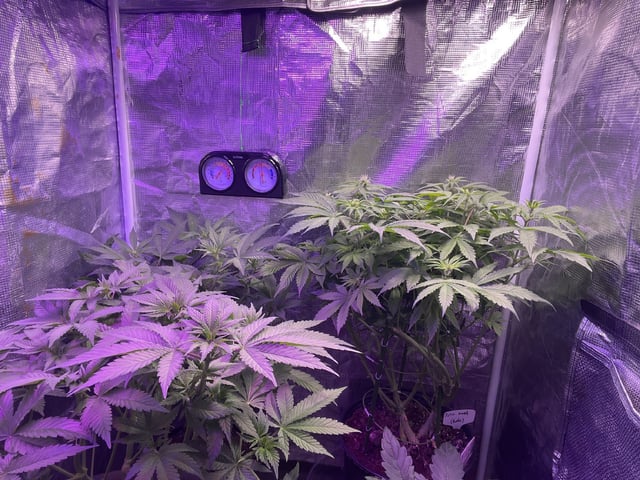 Ak-47 (Fast Verison) and pine Auto  — flower, day 55