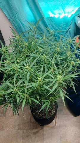 Two mystery buds — vegetative, day 83