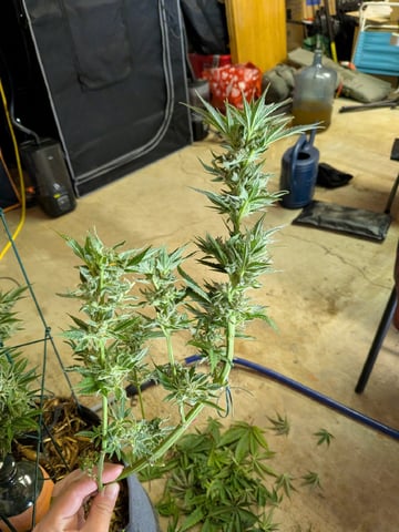 October Start — flower, day 125