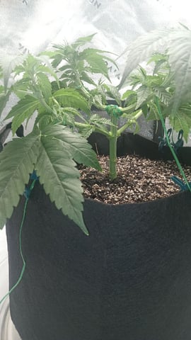 Critical Purple Kush — vegetative, day 55