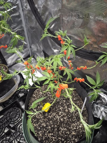 Grow 1 2026 Gelato Rainbow Sherbert  — vegetative, day 63
