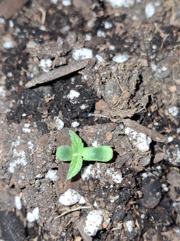 first auto flower grow...royal queen seeds purple matic — seedling_rooting, day 1