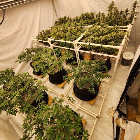 true genetics  — flower, day 29