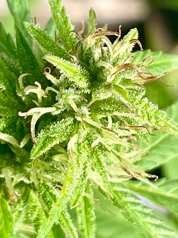 any help suggestions welcome — flower, day 25