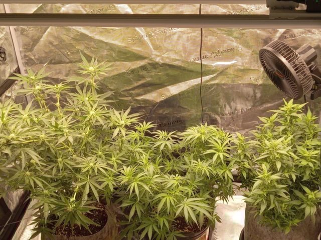 Blueberry critical kush x purple peyote wifi  and one L.a kush cake . — flower, day 46