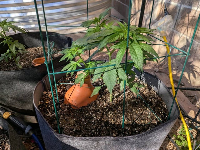 October Start — flower, day 57
