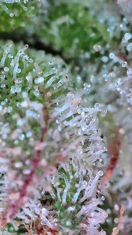 Starfighter/Ohio Guptilla Hybrid — flower, day 43