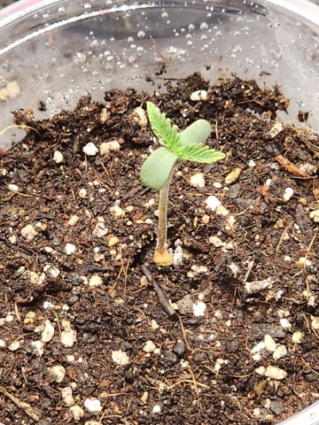 HE1E we GROW  — germination, day 27