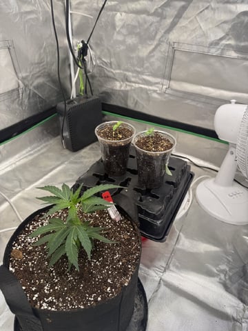 Late Season Start  — germination, day 8