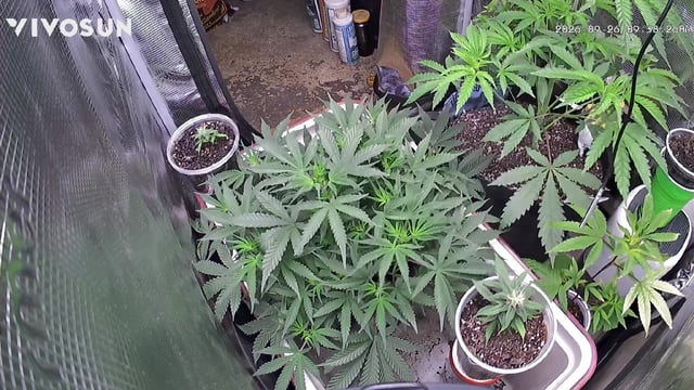  Tropicana Cherry 