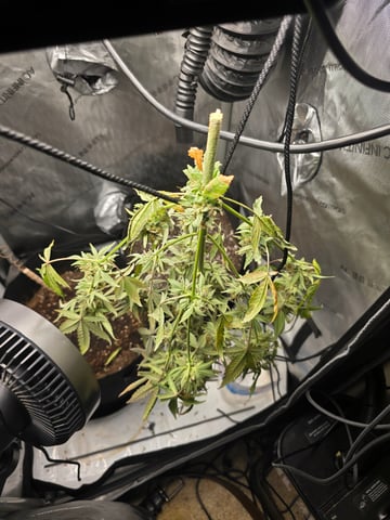 Pull my finger and Mowie Wowie — harvest, day 107