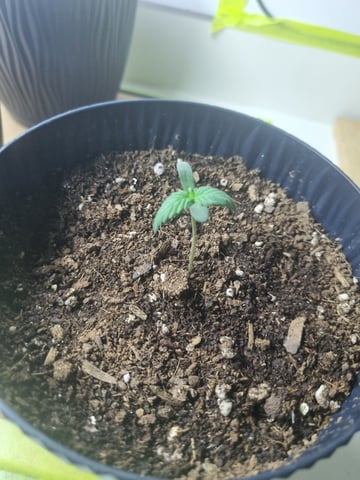 My first Indoor Grow — vegetative, day 1