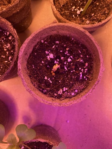Grow 1 — germination, day 7