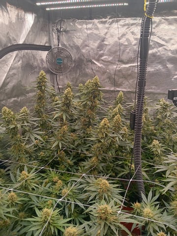 Master Kush — flower, day 108