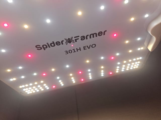 Gorilla Z auto — vegetative, day 33