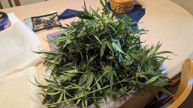 Grow 1 — flower, day 75