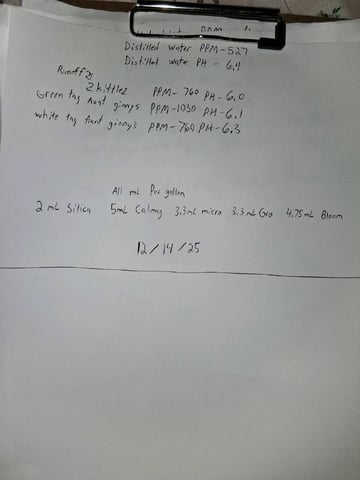 Lemon Cherry Cookies, Purple Haze and Strawberry Gorilla Grows — flower, day 91