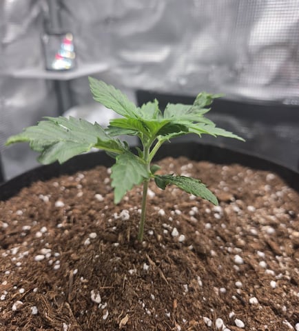August Grow